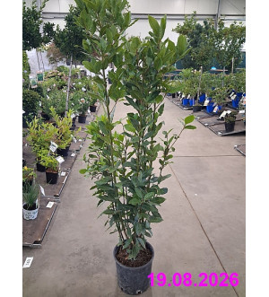 Koření Laurus nobilis C 5 L
